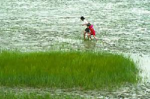 长江三角洲地区兴起“湿地热”（附图）