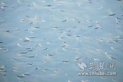 武昌市南湖污染导致群鱼上浮大口呼气
