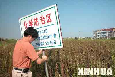 生态杀手“一枝黄花”蔓延苏浙赣等地