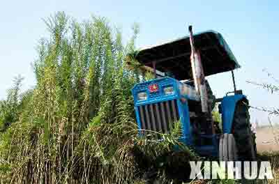 生态杀手“一枝黄花”蔓延苏浙赣等地