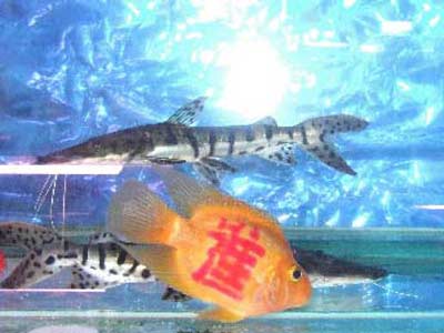 热带鱼纹身刻“吉祥字”身价涨至百元