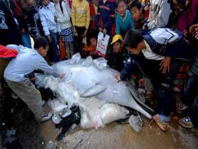 珍稀中华白海豚误撞渔网窒息而死[图]