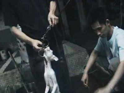 暗访广州餐馆水煮活猫全过程（组图）