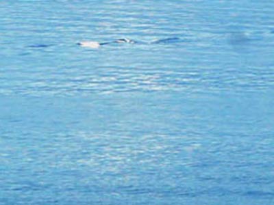 [图]神秘莫测！各地水怪“魅影”频现