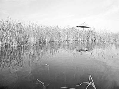 黄河域最大淡水湖正遭遇生态劫难(图)