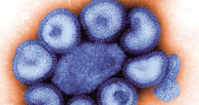 中国投50亿资金防控甲型H1N1猪流感(图)