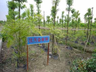 净化空气 花都培植“抗大气污染树种”