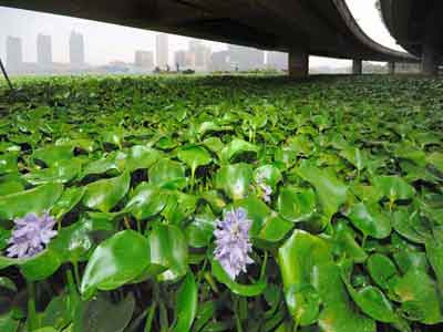 重庆朝天门水葫芦绵延千米 水质未恶化
