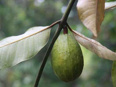 草油价低量大 生物燃料用植物为原材料(图)