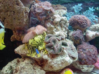 环保报告：全球珊瑚礁2050年可能灭绝