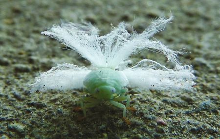 成都惊现怪虫羽衣 通体雪白一跃1米