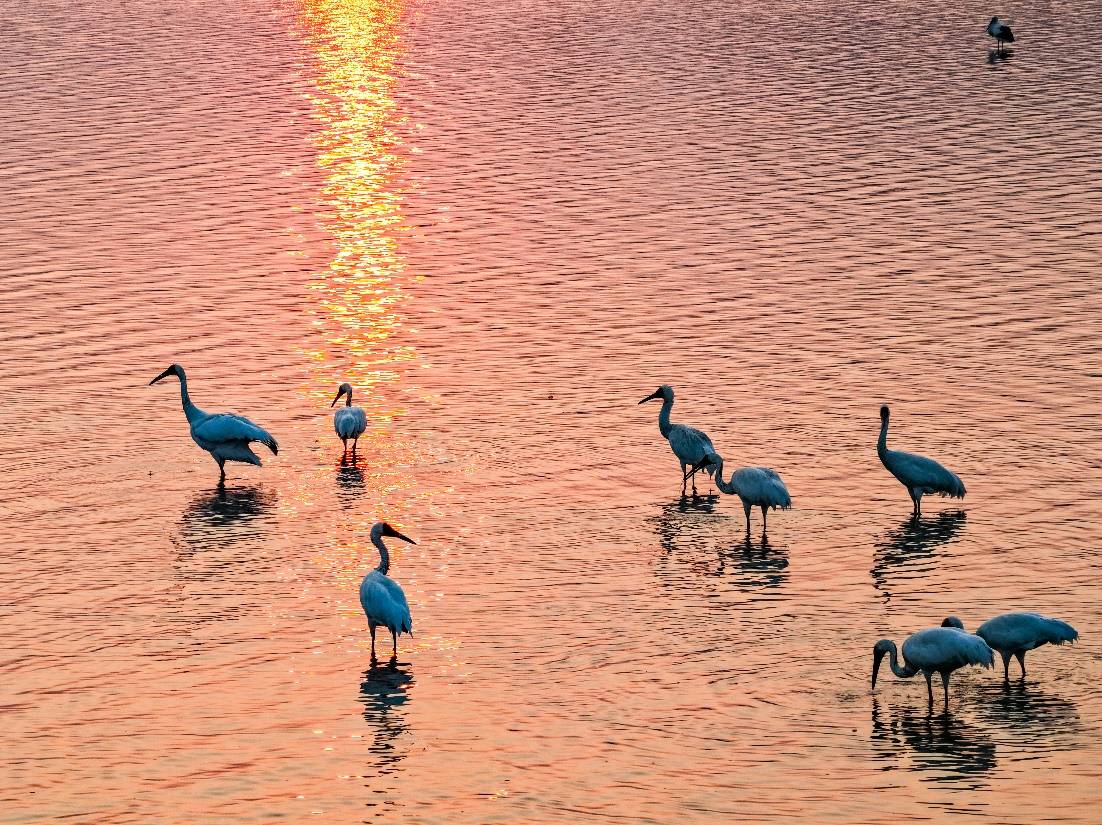 鹤舞鄱湖 科技守护候鸟万里之约 