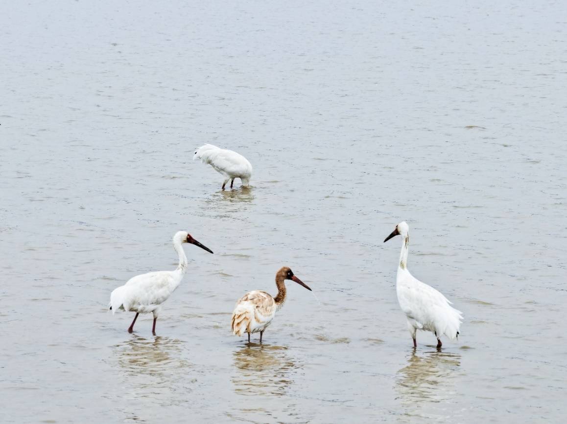 鹤舞鄱湖 科技守护候鸟万里之约 